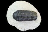 Bargain, Austerops Trilobite - Ofaten, Morocco #105995-1